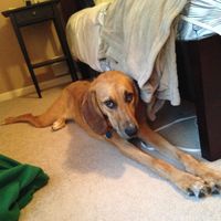 NWR Show me your furbabies