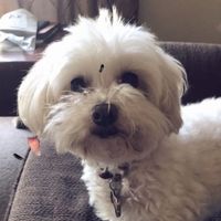 Today is National Pet Day! Let's see those fur babies :)