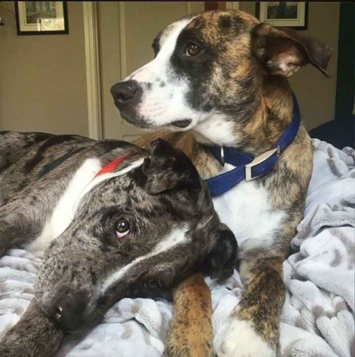 NWR: post pics of your pets!!