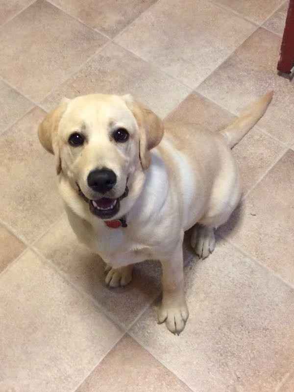 NWR- pets! We love them show me yours :)