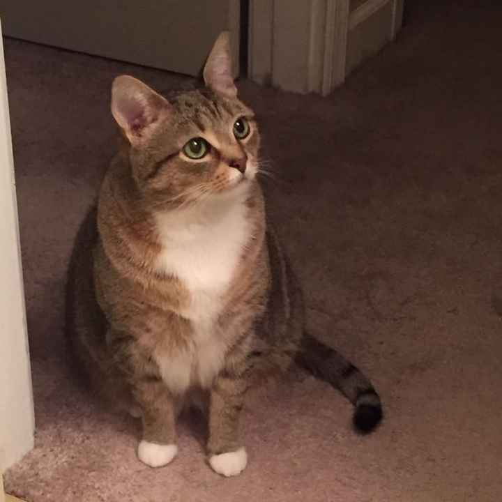 NWR: Tomorrow is National Cat Day!