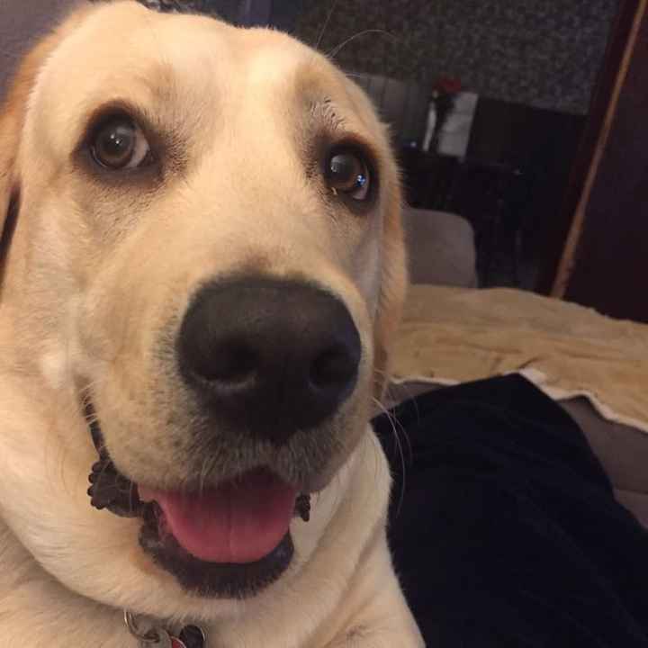 Today is National Pet Day! Let's see those fur babies :)