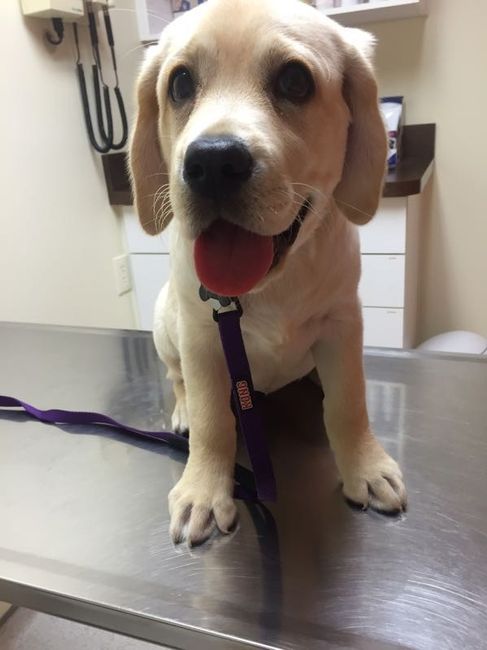 NWR: New fur baby!