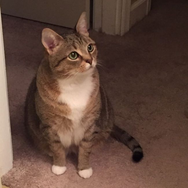 NWR: Tomorrow is National Cat Day!