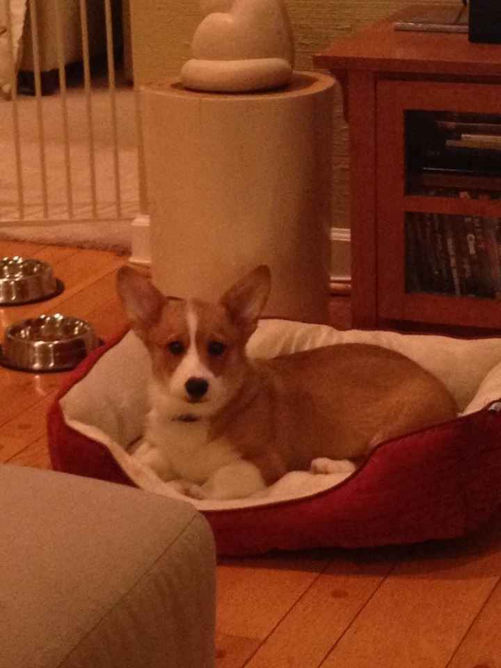 NWR: Look at our new FUR Baby!