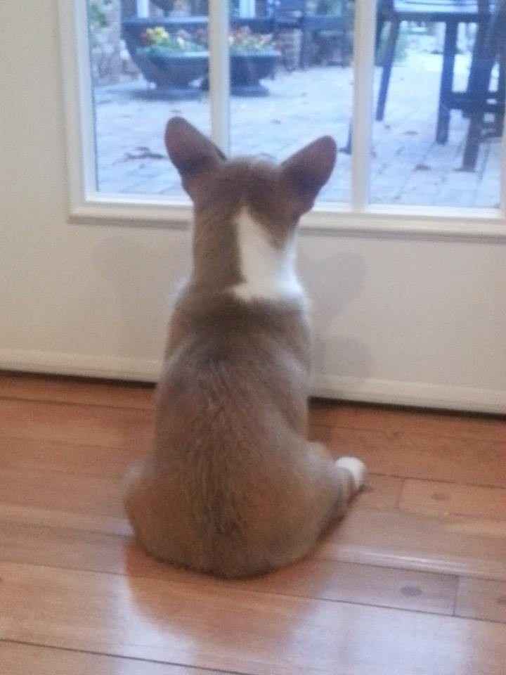 Christmas came early !!! Cuteness overload