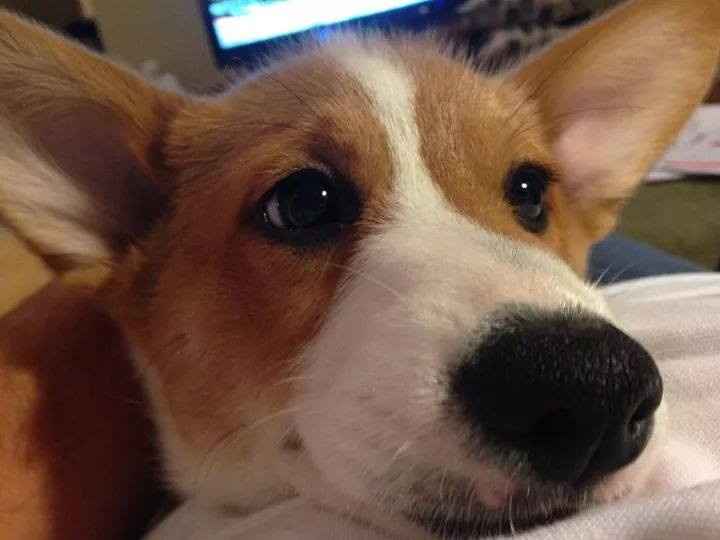 Christmas came early !!! Cuteness overload