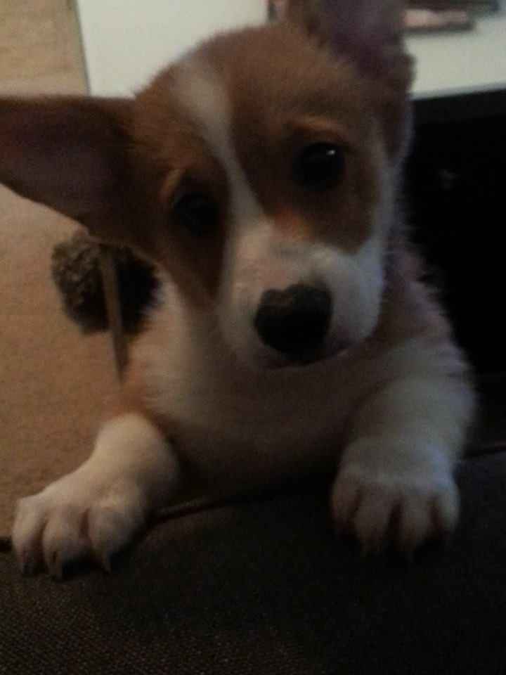 NWR: Professional Photos for your dog? Family Dog Photo? SHOW ME UR PET!