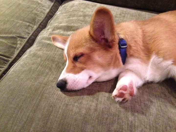 NWR: Professional Photos for your dog? Family Dog Photo? SHOW ME UR PET!