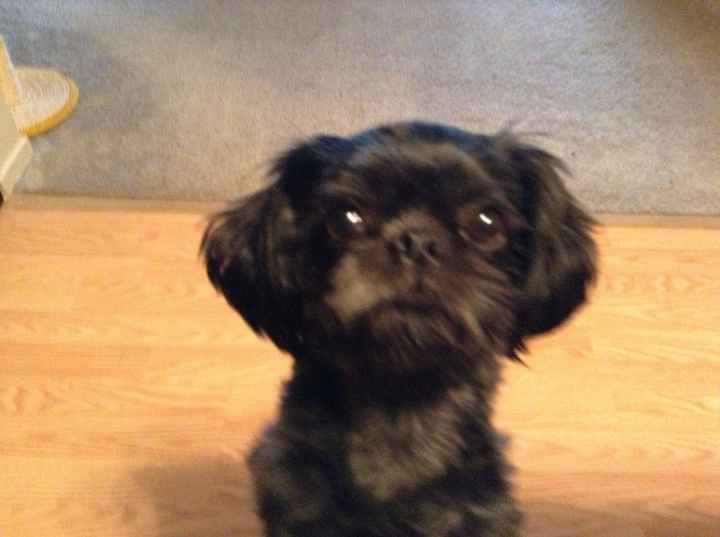 NWR: Lets talk pets.