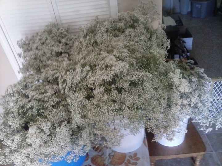 Baby's Breath: 200 stems pictured for those who want to know. UPDATE page  2!!!, Weddings, Do It Yourself, Wedding Forums