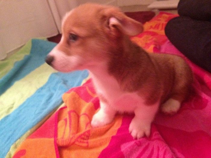 NWR: Look at our new FUR Baby!