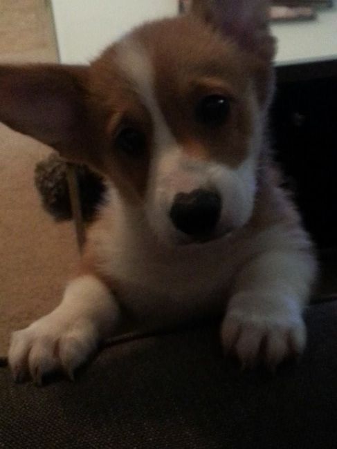 NWR: Professional Photos for your dog? Family Dog Photo? SHOW ME UR PET!