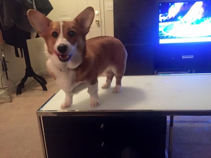 #petlife - pet memes & furbaby pictures!