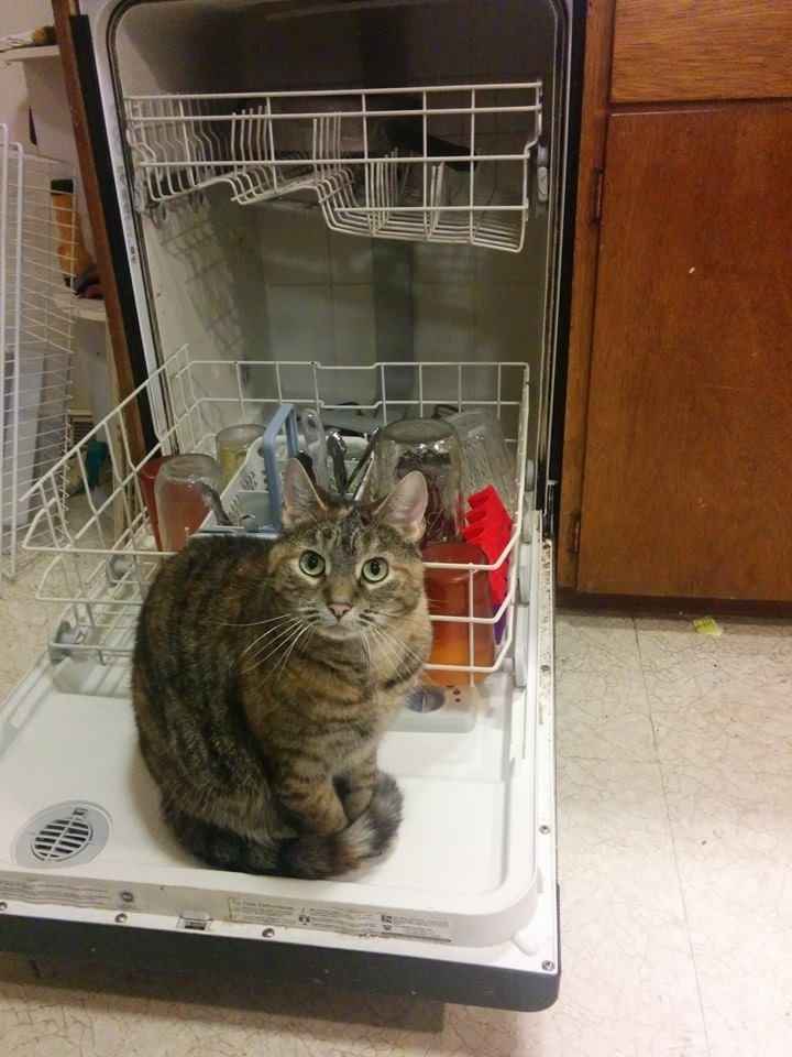 Spinoff - Cat wedding!