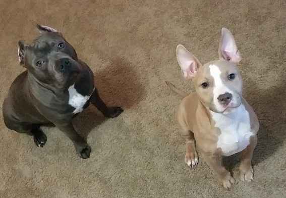 It is national dog day!