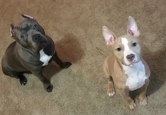 It is national dog day!