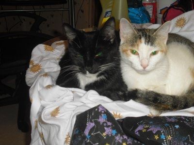 NWR... my cats.. do you have any pets?