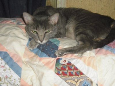 NWR... my cats.. do you have any pets?