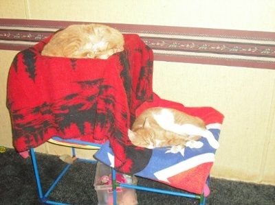 NWR... my cats.. do you have any pets?