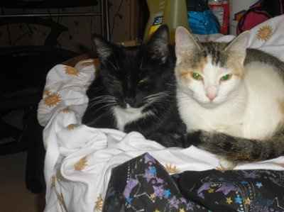 NWR... my cats.. do you have any pets?