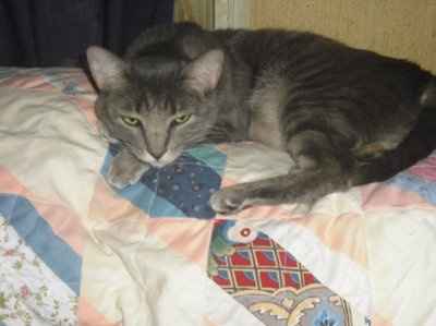 NWR... my cats.. do you have any pets?