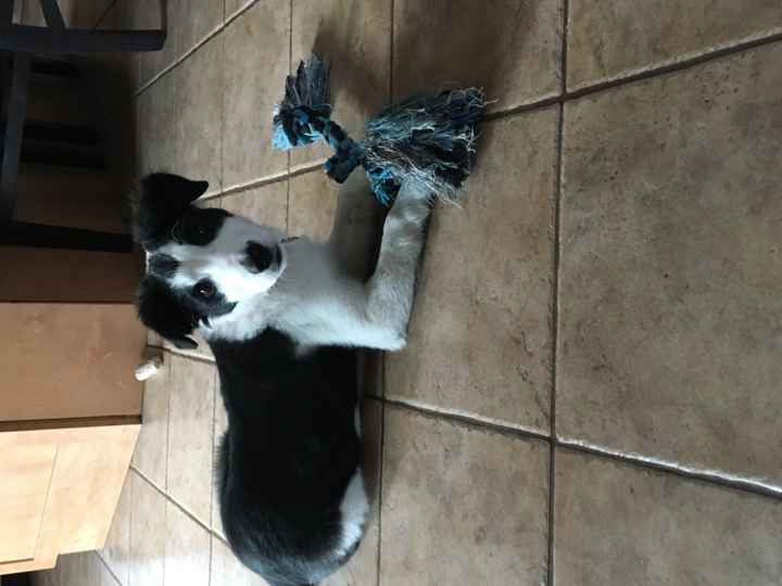 Show me your fur babies!