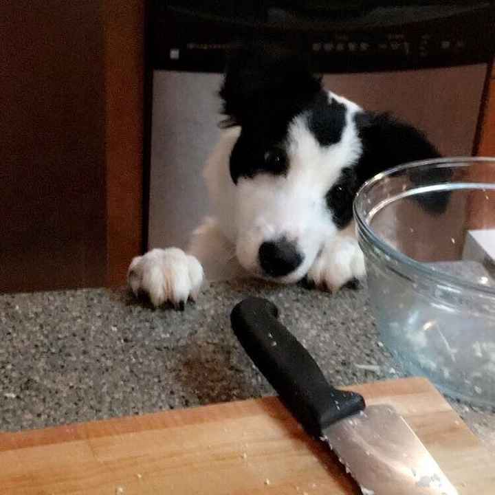 Let me see your puppies!!!