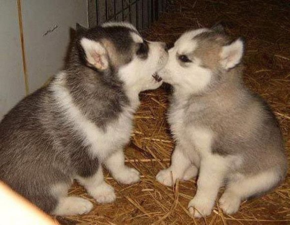 NWR: Emergency Cute