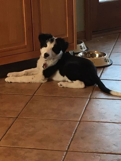 NWR: Show me your pups!