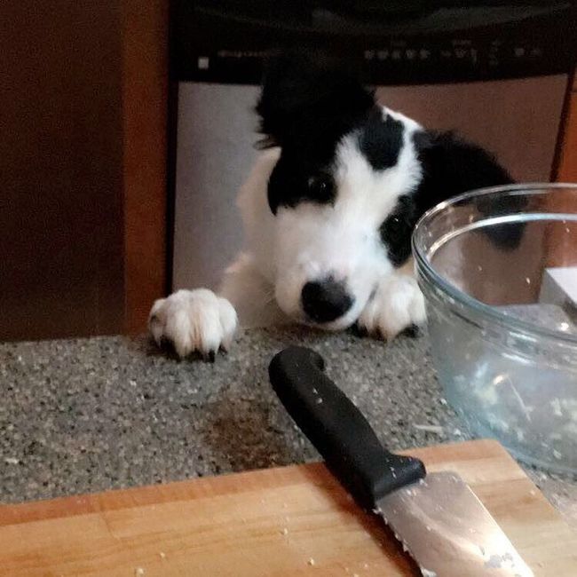 Let me see your puppies!!!