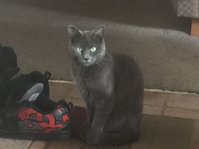 Sick and need cheering up--show me your Fur babies!