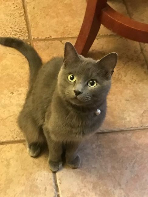 NWR: Tomorrow is National Cat Day!