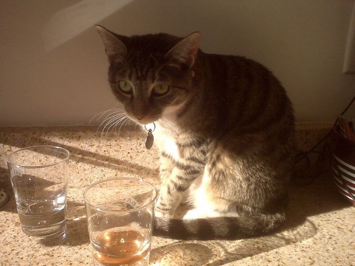 Just for fun, lets see your crazy pet child....