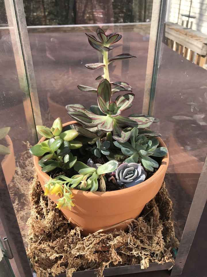 Centerpiece opinions...