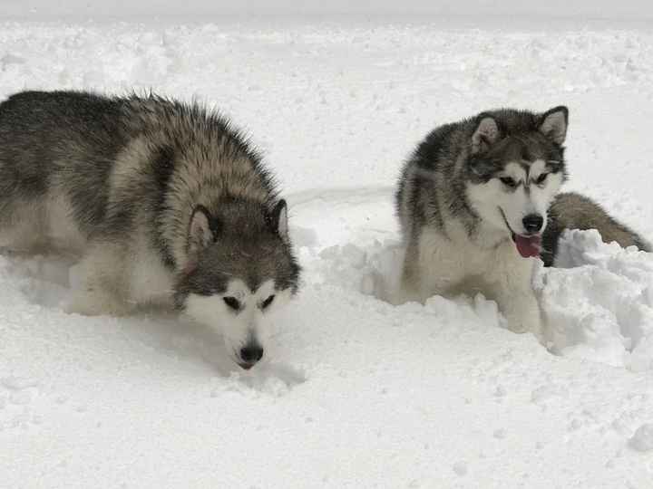 Let me see those fur babies!