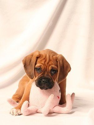 Let's do a show-and-tell about our fur-babies!!!
