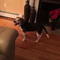 NWR- pets! We love them show me yours :)