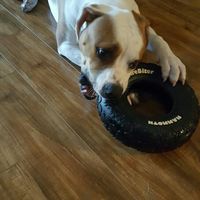 Let me see those fur babies!