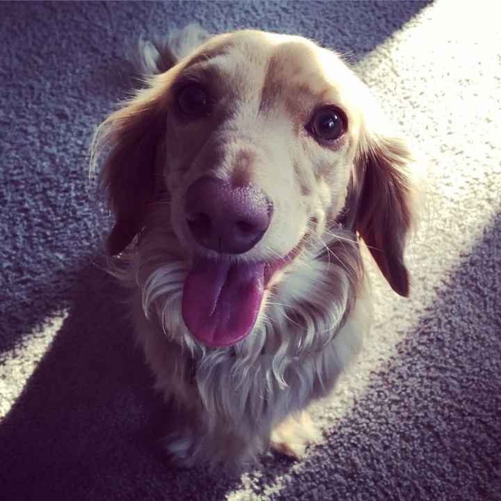 Nwr- show me your fur babies