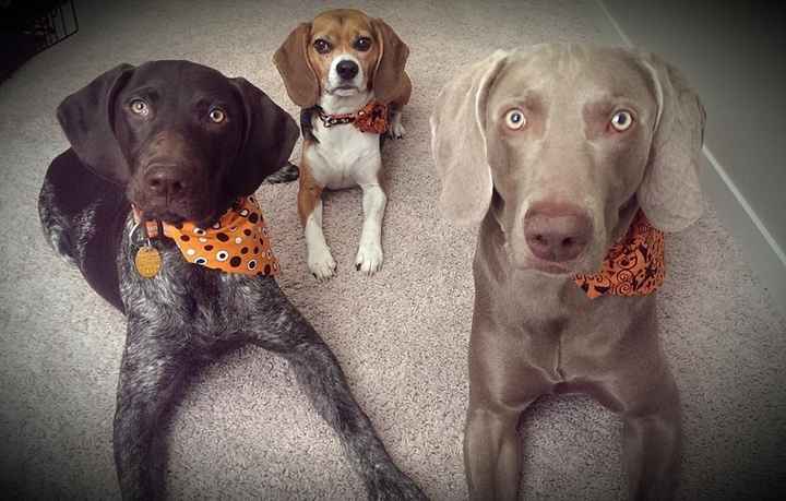 NWR Happy Fursday! Show me your fur babies!
