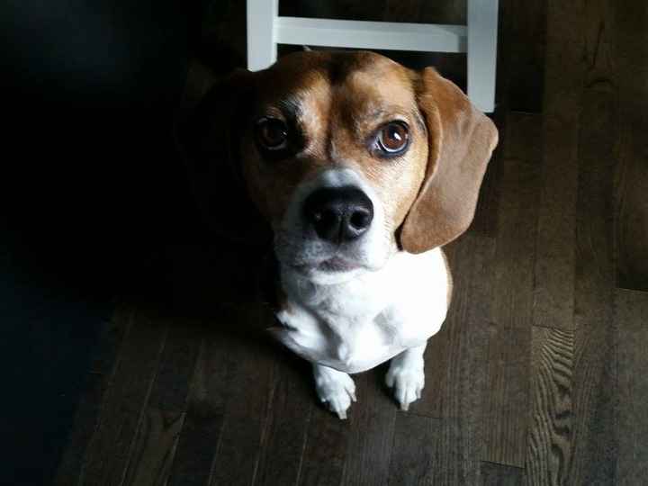 NWR Show me your furbabies