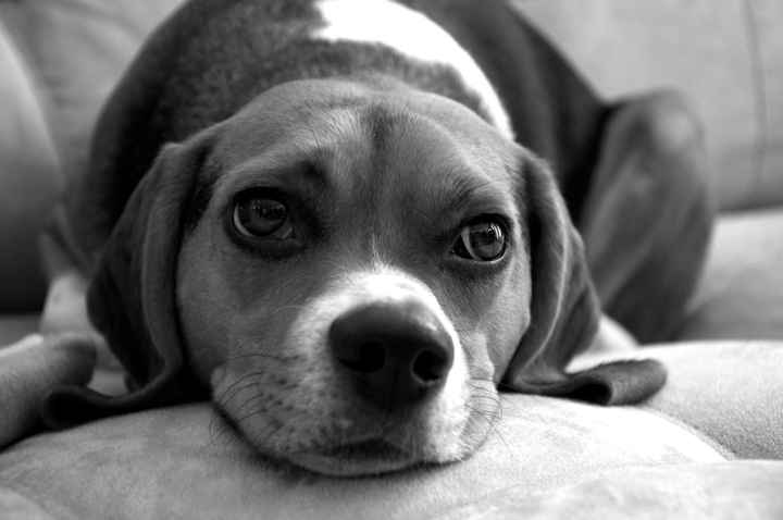 NWR: Lets talk pets.