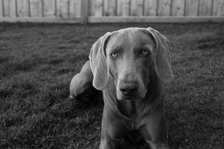 NWR: Lets talk pets.