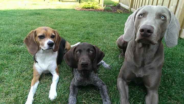 Pet names... Proper animal ones this time.,