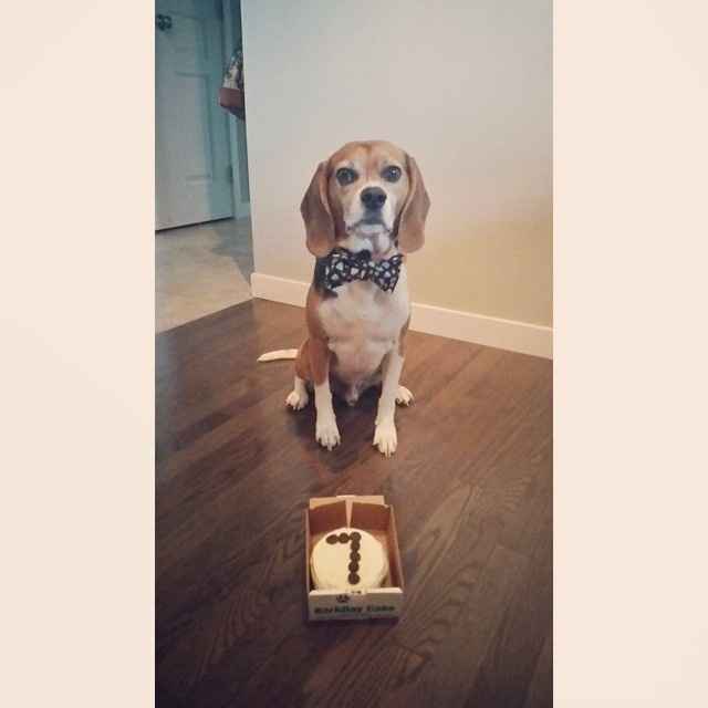 Pet names... Proper animal ones this time.,