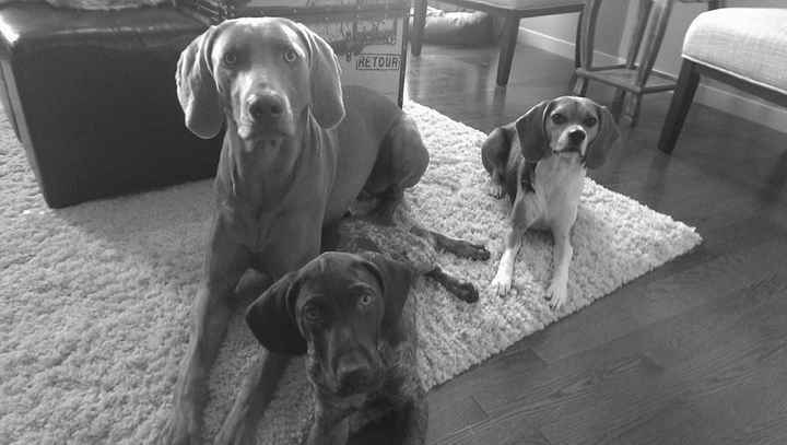 It is national dog day!