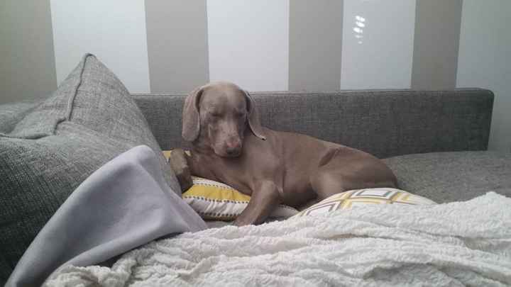 Who wants a free Weimaraner?