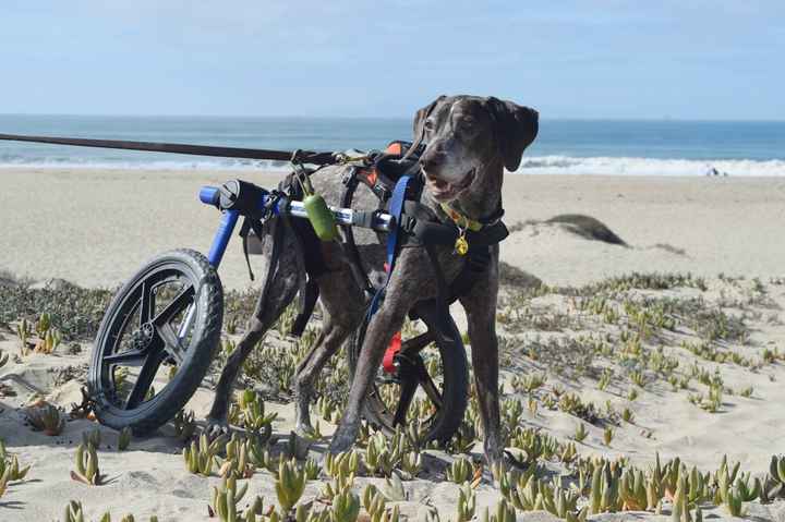 NWR - Furbaby Friday