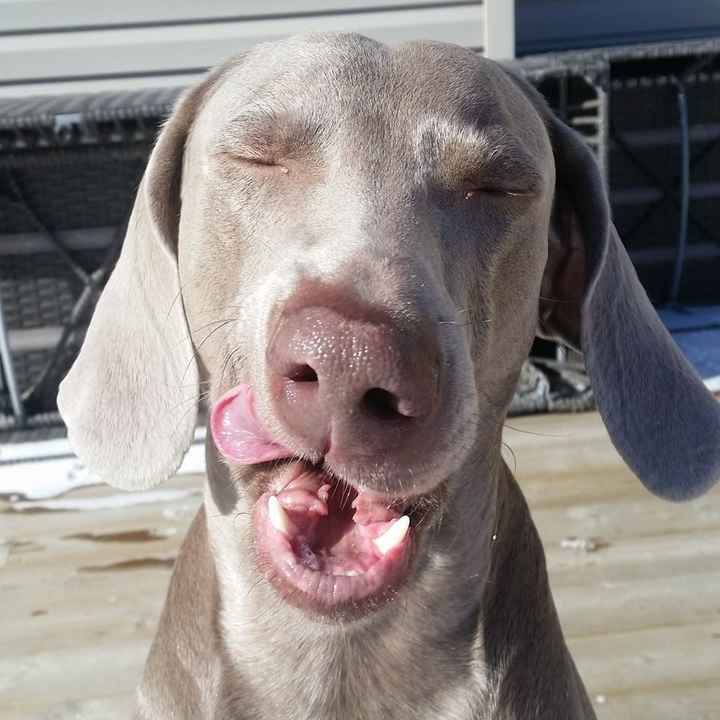 Who wants a free Weimaraner?